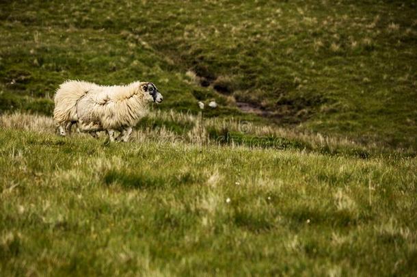 风景优美的苏格兰草地和羊采用传统的风景.