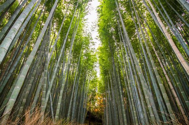 阿拉山山竹子沟