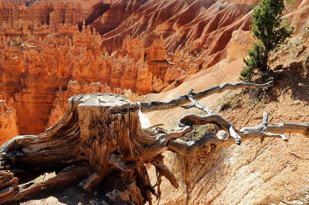 场景设置CanyonNationalPark布赖斯峡谷国家公园峡谷