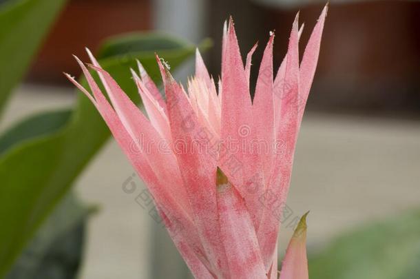 关-在上面关于附生<strong>凤梨</strong>法西亚塔粉红色的花.为拍照采用指已提到的人Gobon蓬