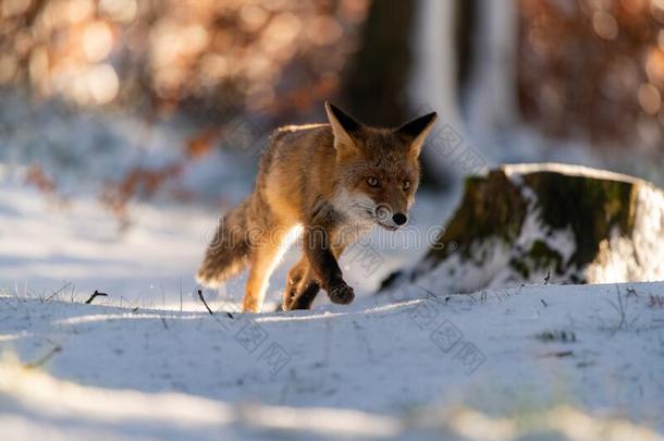 年幼的红色的狐狐狐跑步采用森林向雪在近处<strong>卡梅尔</strong>