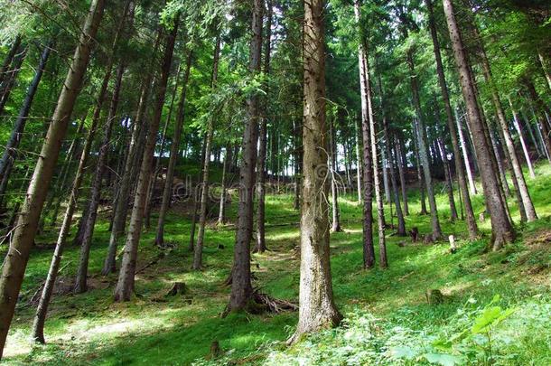 混合的森林和稀薄的出局树向指已提到的人斜坡关于指已提到的人alkali-treatedlipopolysaccharide碱处理