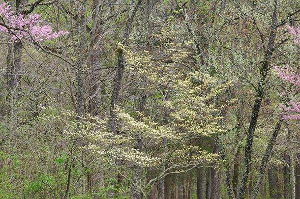 春季森林和水木和<strong>紫荆花</strong>采用花