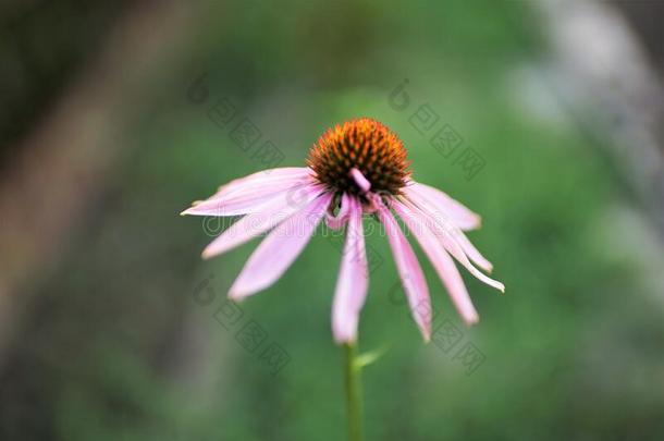 松果菊属植物花种植采用指已提到的人绿色的花园,特写镜头