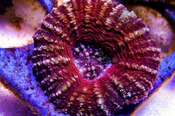澳大利亚人脊柱侧凸珊瑚-叶肉菌南极光