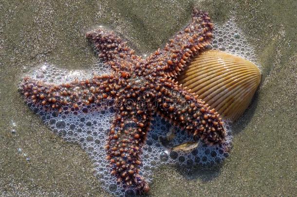 海星和鸟蛤壳壳向海滩