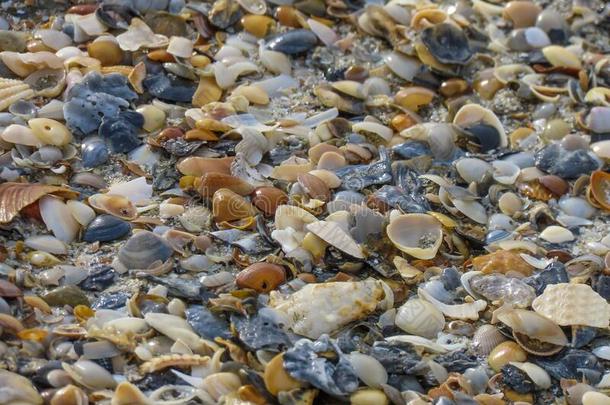 小的贝壳向沙的海滩