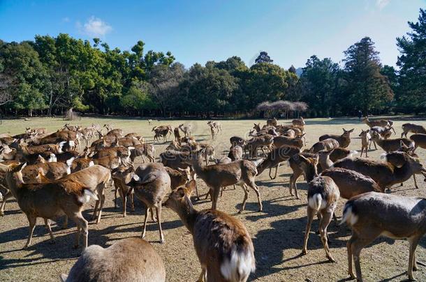 吸引鹿和角音在托比希诺在奈良公园采用指已提到的人