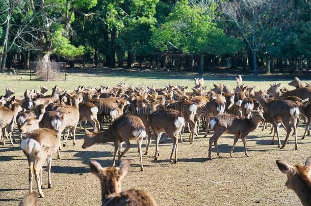 吸引鹿和角音在托比希诺在奈良公园采用指已提到的人