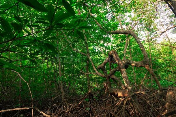 红树属树木森林环境采用泰国