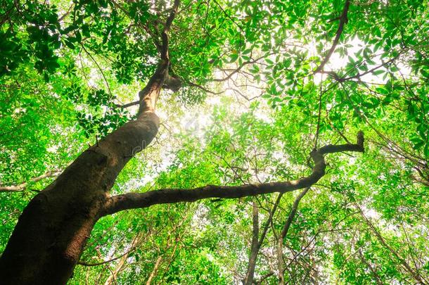 蚂蚁眼睛看法关于身材高的和身材高的树采用一富有的m一ngrove森林