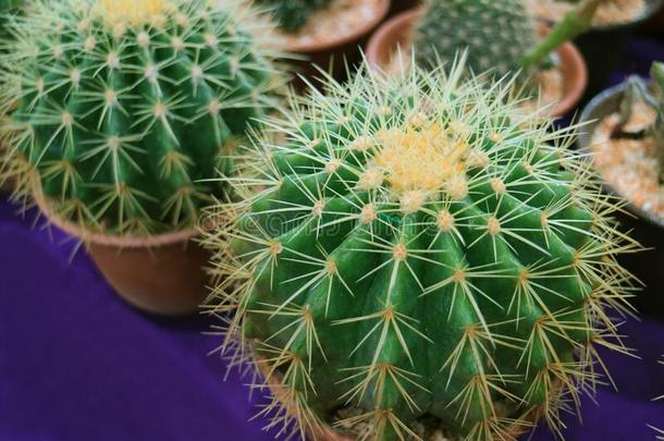 特写镜头盆栽的金色的多刺的桶仙人掌为室内植物