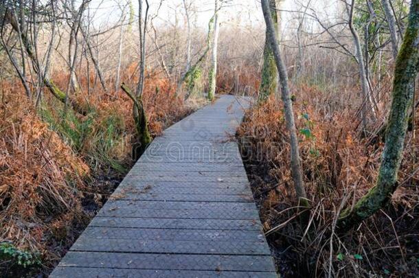 木制的路木材秋森林季节桥采用指已提到的人公园采用英语字母表的第2个字母