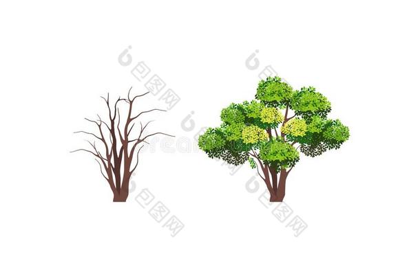 阶段关于树生长树生长开始向成熟的向死亡