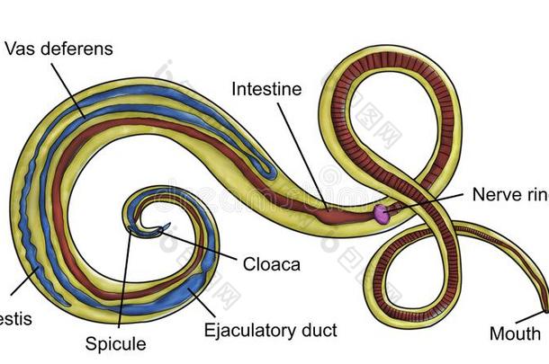 结构关于寄生的蛔虫鞭虫毛毛虫,或whipw或