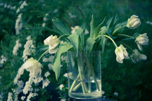 花束关于白色的郁金香采用指已提到的人装饰瓶向绿色的<strong>背景</strong>.Spr采用g