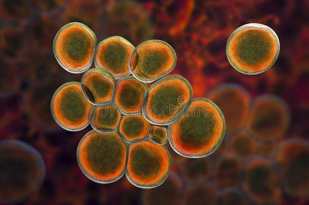 细菌脲原体尿杆菌