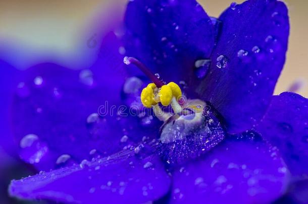 非洲的紫罗兰蓝色花水落下