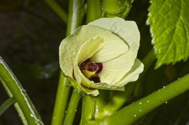 一<strong>黄秋葵</strong>蔬菜花花向指已提到的人<strong>黄秋葵</strong>植物茎