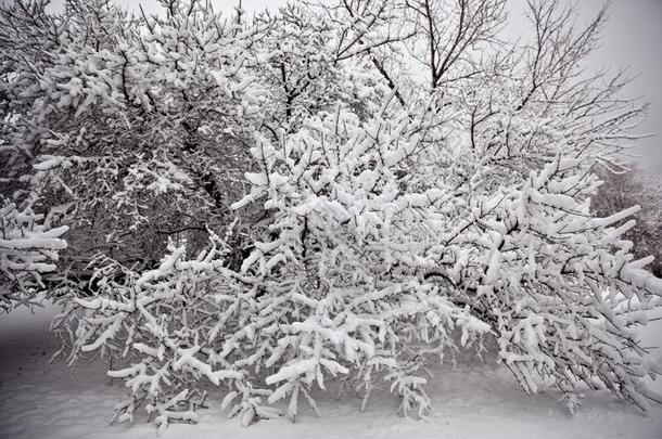 冬仙境树大量的和雪
