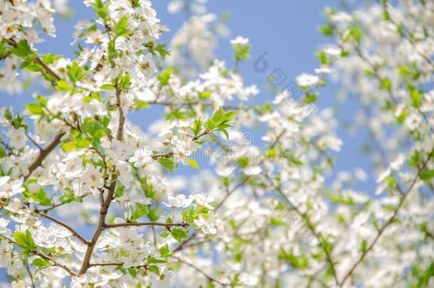 春季背景白色的花关于盛开的李子和绿色的英语字母表的第12个字母