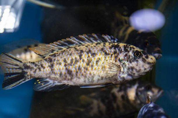 鱼马拉维棘鳍类热带淡水鱼奥洛诺卡拉游泳采用水族馆.