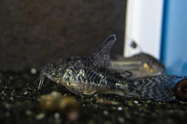 鱼科里多拉斯古色古香鲶鱼游泳采用水族馆