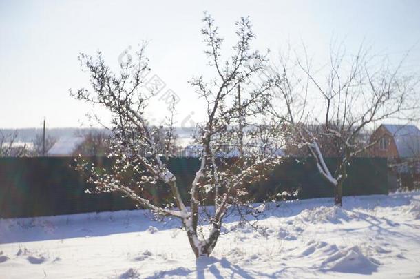 干的干燥的梨树种植采用白色的下雪的乡下的花园.