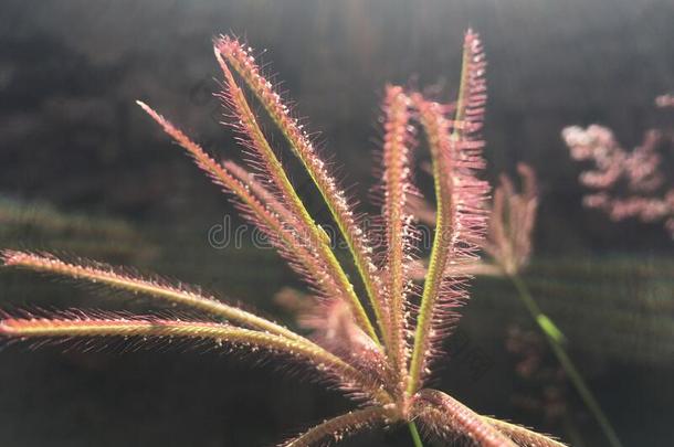 怀梅阿峡谷在的时候和煦的：照到阳光的一天向考艾岛岛,美国夏威夷州.