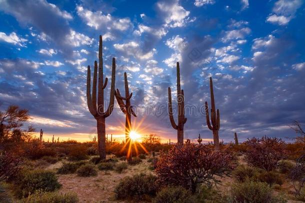 亚利桑那州沙漠风景和仙人掌的一种仙人掌在日落