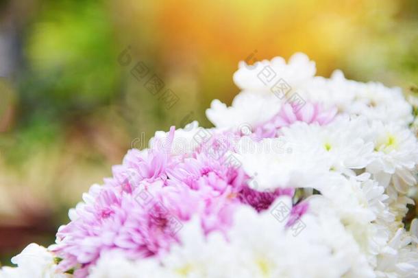 束花美丽的粉红色的和白色的<strong>菊</strong>花-<strong>菊</strong>花