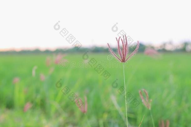 稻田绿色的草蓝色天云云y风景后座