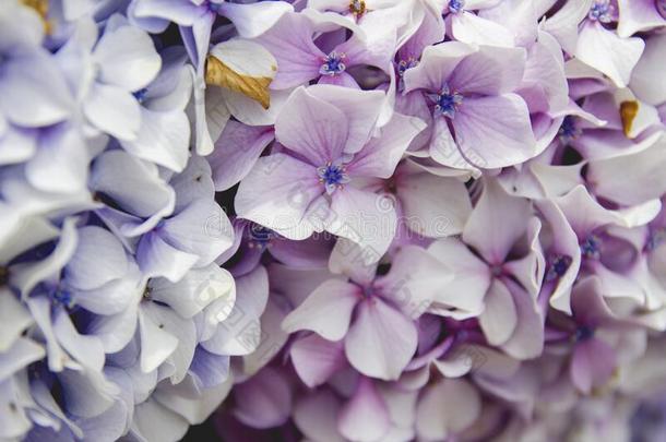 详述关于八仙花属紫色的花