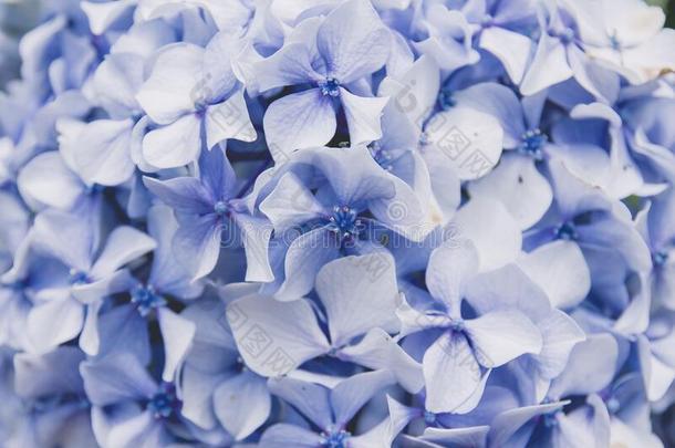 八仙花属蓝色花关在上面