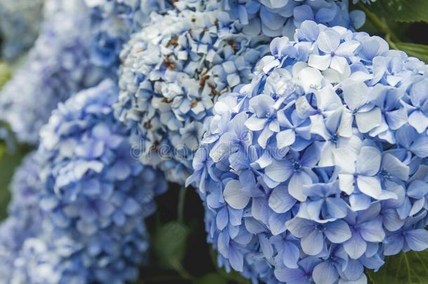 霍滕西亚绣球花属植物蓝色花