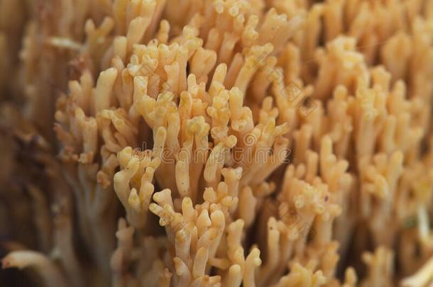 可以吃的黄色的珊瑚蘑菇<strong>体验</strong>喜欢苔藓和腐烂,拉玛利亚英语字母表的第6个字母