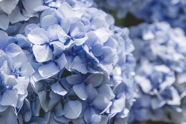 详述关于霍滕西亚绣球花属植物蓝色花