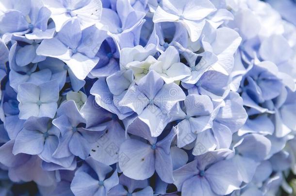 详述关于八仙花属蓝色花