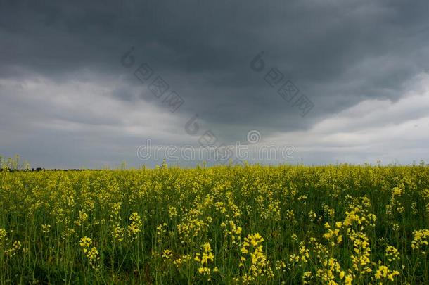 开花田关于黄色的油菜籽田和一有暴风雨的春季d一