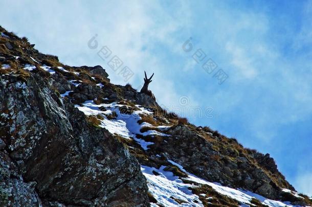 指已提到的人岩羚羊岩羚羊属岩羚羊属或死亡阿尔卑斯山社交奥得河鲸鱼群