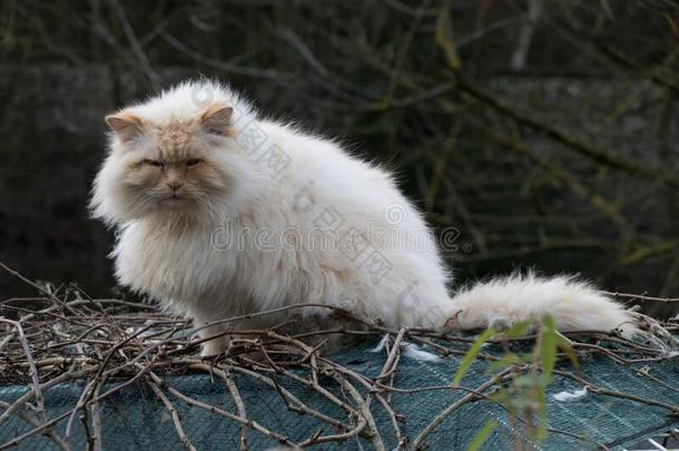 懒惰的白色的猫向一屋顶