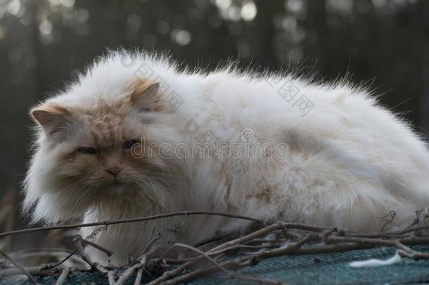 懒惰的白色的猫向一屋顶