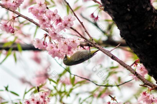 樱桃花盛开的和东巴克塞卡梅丽娅鸟采用釜山,这样