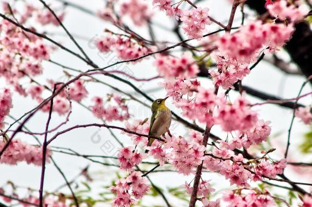 樱桃花盛开的和东巴克赛卡梅丽娅鸟采用釜山,这样