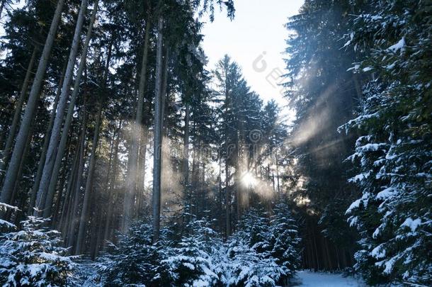 美丽的冬仙境森林