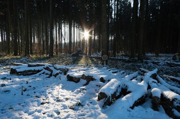 美丽的冬<strong>仙境</strong>森林