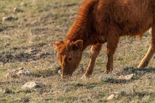 棕色的极瘦的牛犊向一mount一inside