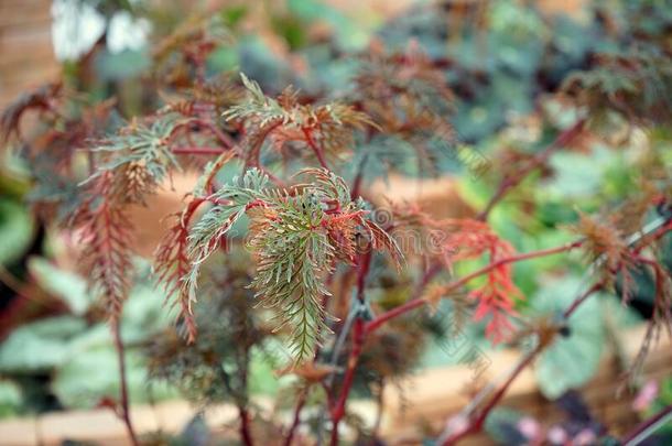 羊齿植物叶子秋海棠属的植物海棠海棠双羽化