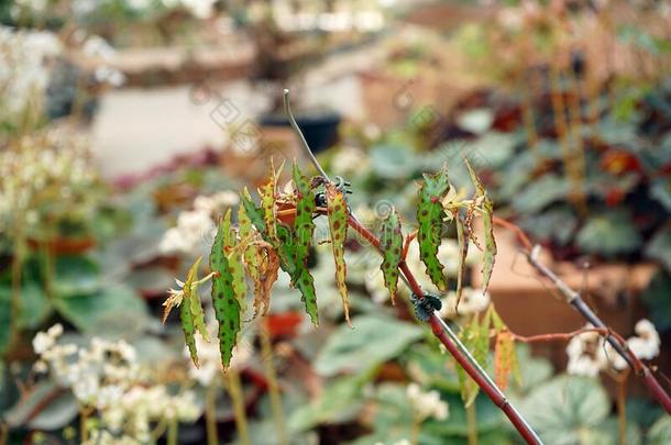 秋海<strong>棠</strong>属的植物,一属关于perenni一l开花pl一nts采用秋海<strong>棠</strong>属的植物ce一ef一