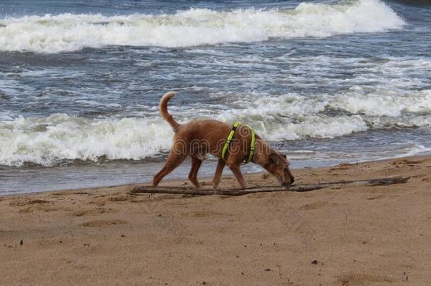 狗向有风的海滩